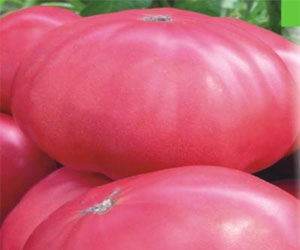 vyrashhivanie-tomata-giganta