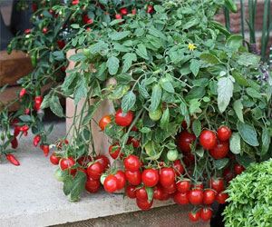 vyrashhivanie-na-podokonnike-pomidor