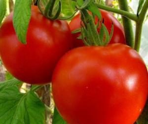 pomidory_sorta_rapuncel_i_rio_grande